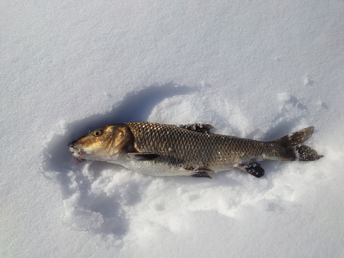 ニゴイの釣果