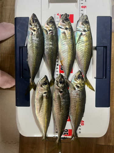 アジの釣果