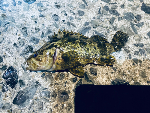 タケノコメバルの釣果