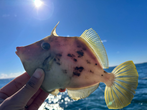 カワハギの釣果