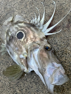 マトウダイの釣果