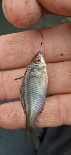 タイリクバラタナゴの釣果