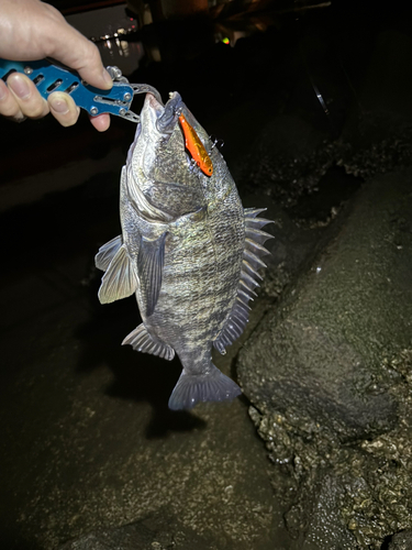 クロダイの釣果