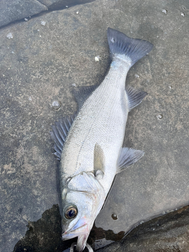 ヒラスズキの釣果