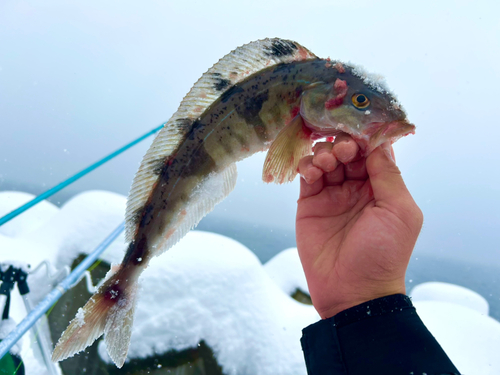 ホッケの釣果