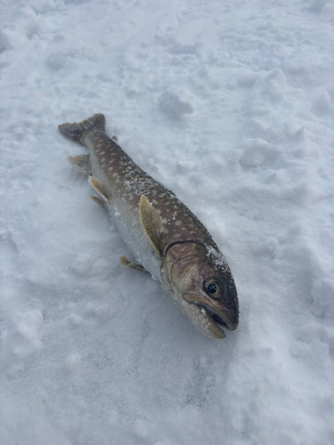 アメマスの釣果