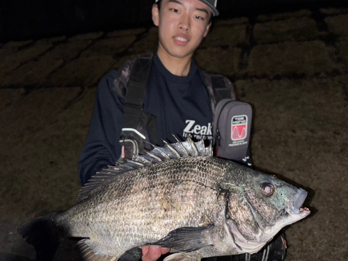 クロダイの釣果