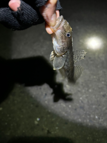 マハゼの釣果