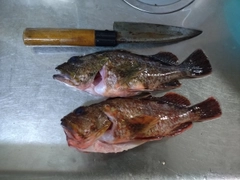 カサゴの釣果