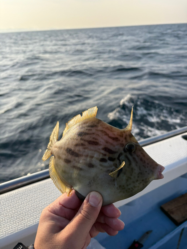 カワハギの釣果