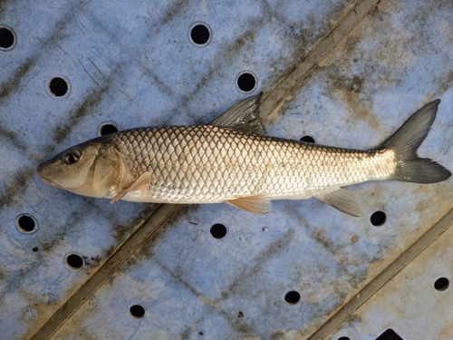 ニゴイの釣果