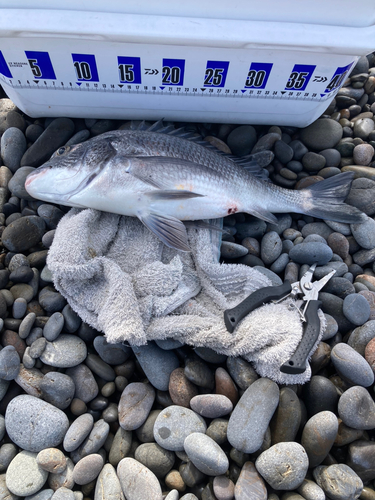 クロダイの釣果