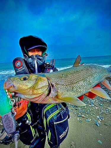 ウグイの釣果