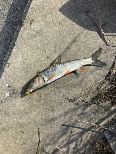 ニゴイの釣果