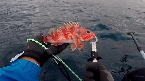 ユメカサゴの釣果