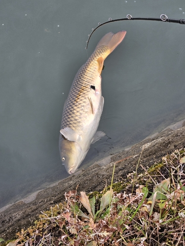 コイの釣果