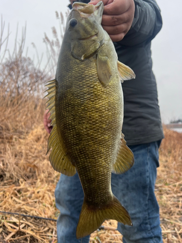 スモールマウスバスの釣果