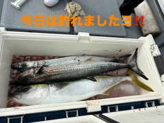 サワラの釣果