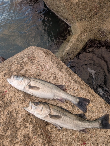 シーバスの釣果