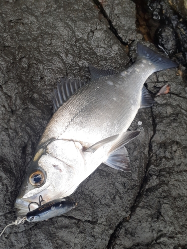 ヒラスズキの釣果