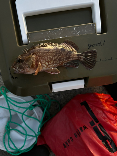 カサゴの釣果