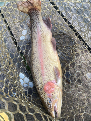 ニジマスの釣果