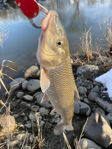 ニゴイの釣果