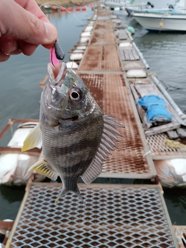 キビレの釣果