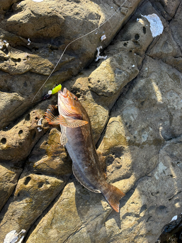 アイナメの釣果