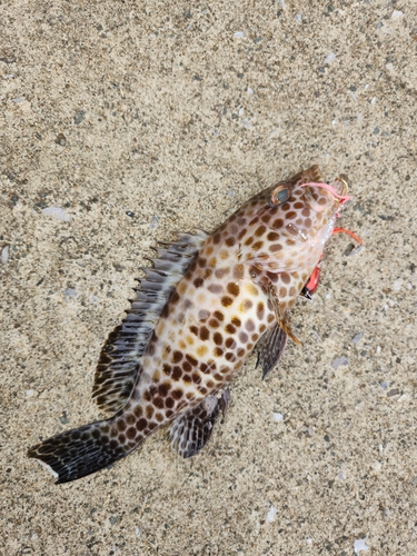 オオモンハタの釣果