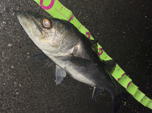 スズキの釣果