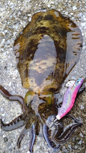 アオリイカの釣果