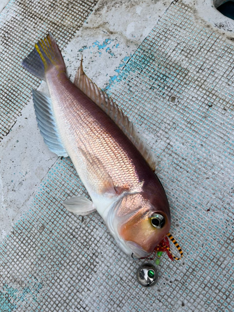 黒丸釣りクラブさんの釣果 2枚目の画像