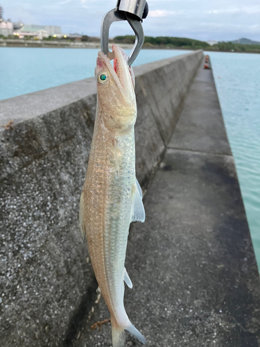 エソの釣果