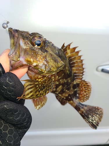 アラカブの釣果