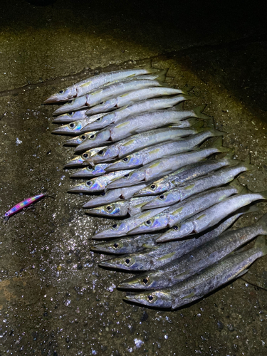 アカカマスの釣果