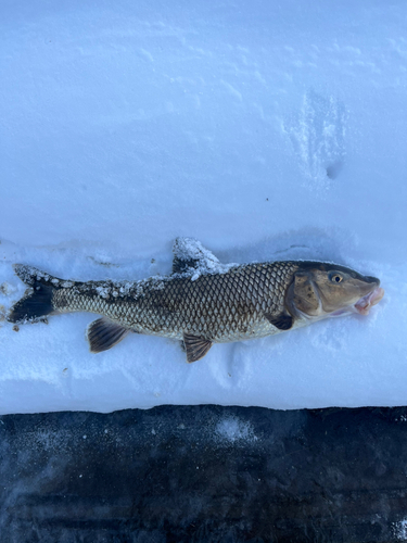 ニゴイの釣果