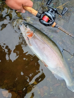 ニジマスの釣果