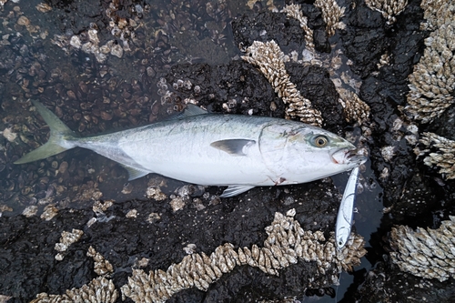 ブリの釣果