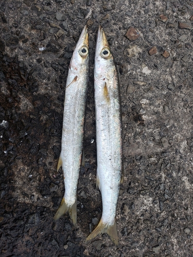 アカカマスの釣果