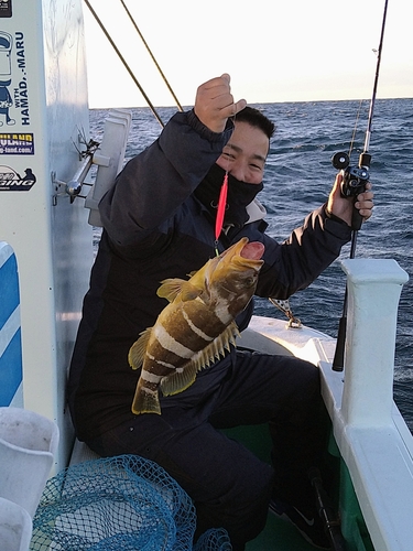 アオハタの釣果