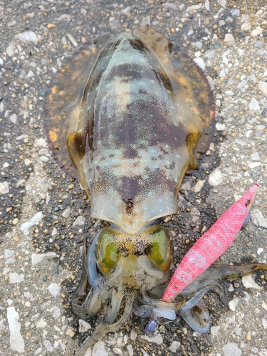 アオリイカの釣果