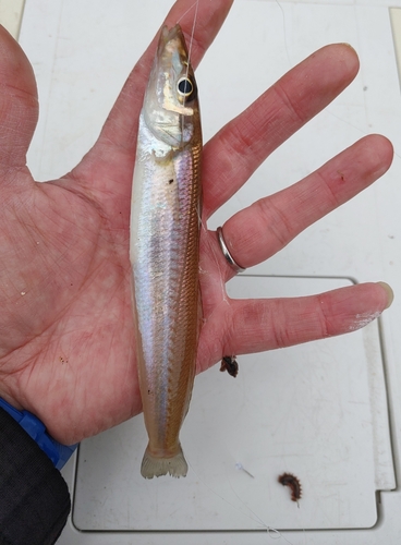 キスの釣果