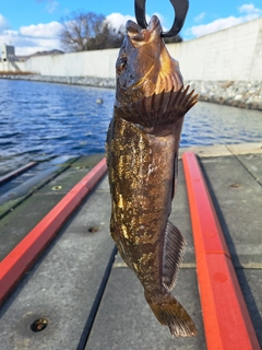 アイナメの釣果