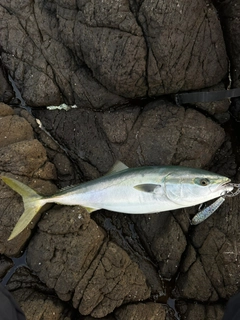 ヤズの釣果