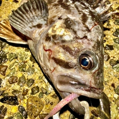 クロソイの釣果