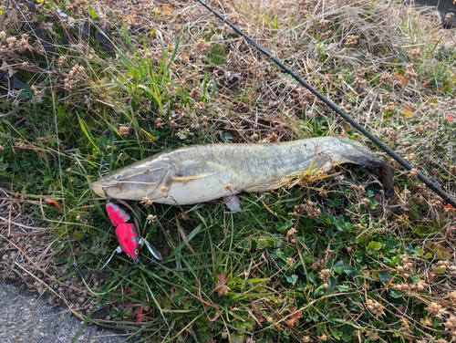 ナマズの釣果