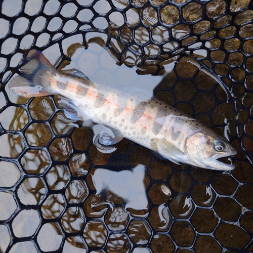 アマゴの釣果