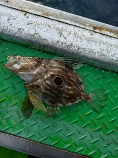 マトウダイの釣果