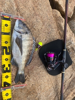 チヌの釣果